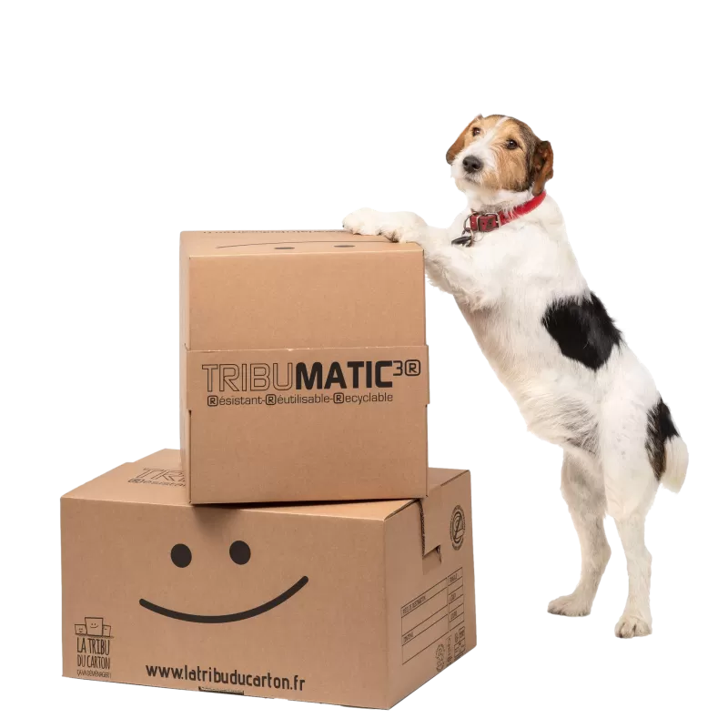 Tribumatic cartons automatiques 2 formats