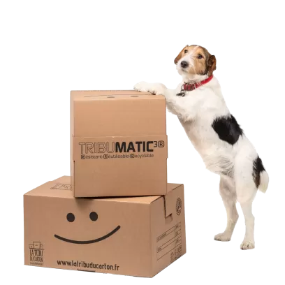 Tribumatic cartons automatiques 2 formats