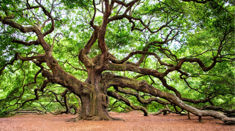 Carton écoresponsable